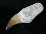 Rooted Mosasaur (Prognathodon) Tooth #19779-3